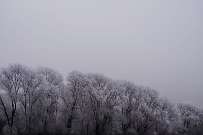 Low angle view of trees against clear sky