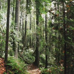 Trees in forest