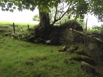 View of trees on grassy field