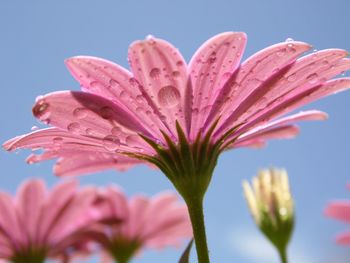 Close-up of pink flower against sky