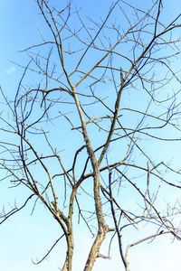 Low angle view of bare tree against clear blue sky