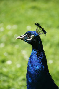 Close-up of peacock