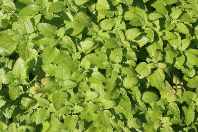 Full frame shot of fresh green leaves