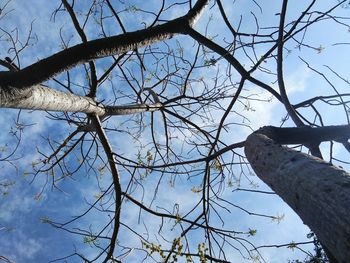 Low angle view of bare tree against sky