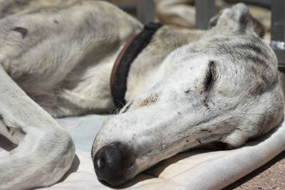 Slepping dog 