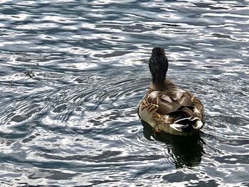 High angle view of duck swimming in lake