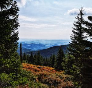 Scenic view of pine trees against sky