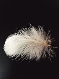 Close-up of feather against black background