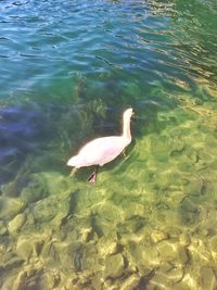 High angle view of swan swimming in lake