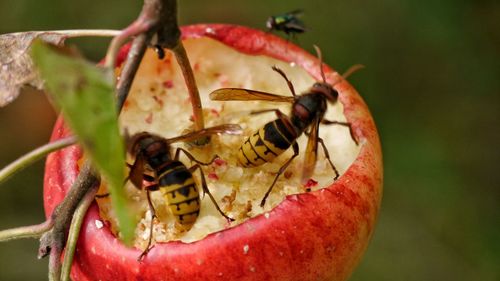 Close-up of insect on flower