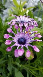 Close-up of purple flowers blooming outdoors