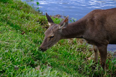 Deer standing on grassy field