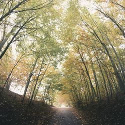 Road passing through forest