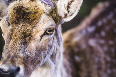 Close-up of horse