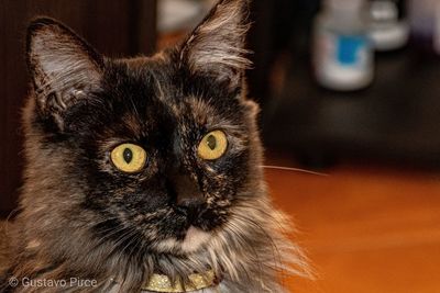 Close-up portrait of a cat