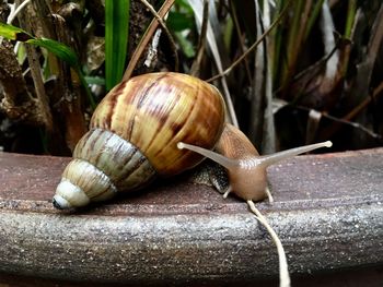 Close-up of snail