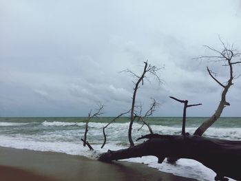 Scenic view of beach