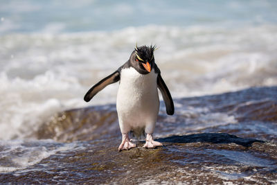 Penguin on rocky shore