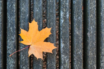 Close-up of dry maple leaves on metal