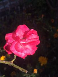 Close-up of pink rose blooming outdoors