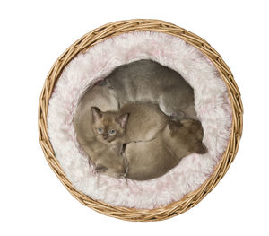 Directly above shot of cat in basket