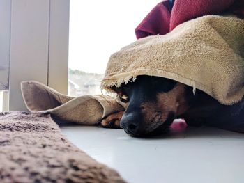Close-up of dog lying on floor