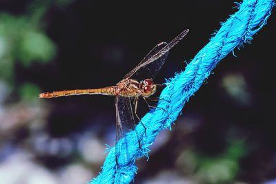 Close-up of dragonfly on blue rope