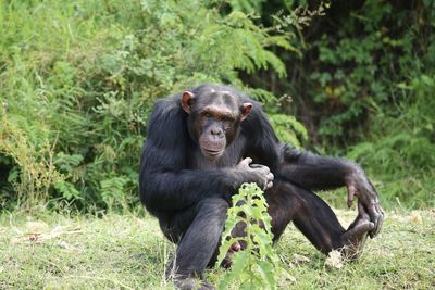 Monkey sitting on a field