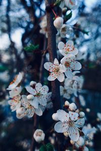 Close-up of cherry blossoms in spring