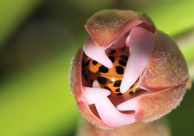 Ladybug in flower