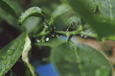 Close-up of wet leaves on plant during rainy season