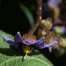 Close-up of insect on flower