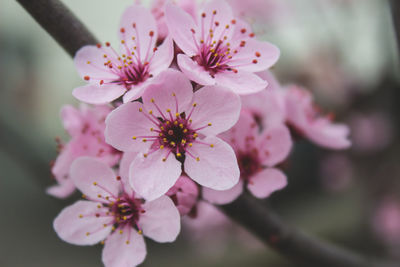 Close-up of pink flowers on tree