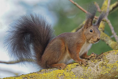 Close-up of squirrel on tree