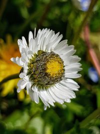 Close-up of insect on white flower