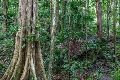 Close-up of trees in forest