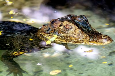 Close-up of fish in water