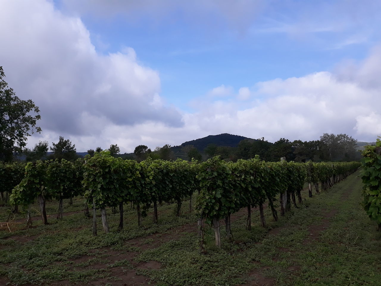 PANORAMIC VIEW OF VINEYARD