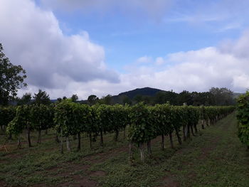 Scenic view of vineyard against sky