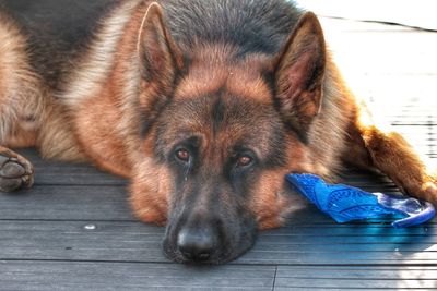 Close-up portrait of a dog resting