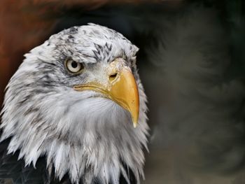 Close-up portrait of eagle