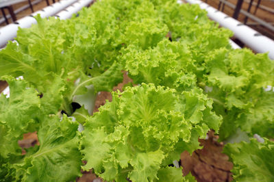 Close-up of vegetables on plant