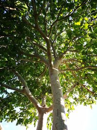 Low angle view of tree against sky