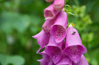 Close-up of pink rose flower