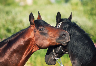 Close-up of horse