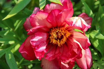 Close-up of pink hibiscus blooming outdoors
