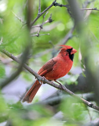 Close-up of bird perching on branch