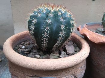 High angle view of succulent plant in pot