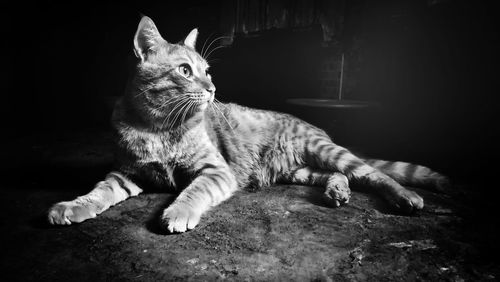 Close-up of cat lying on floor