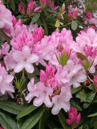 Close-up of pink flowers